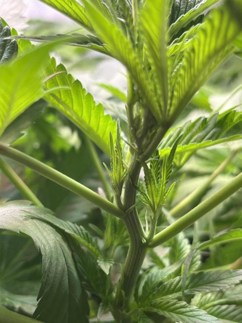 Chem-D Duet. Week 7 - Chemferno 