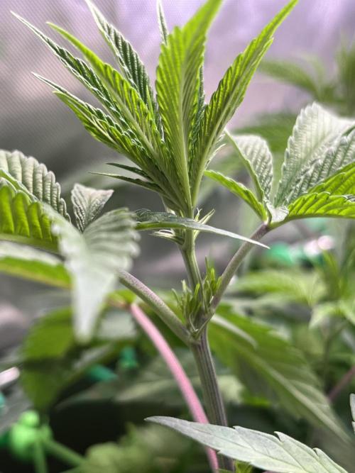 Chem-D Duet. Week 7 - Ocean Toxin