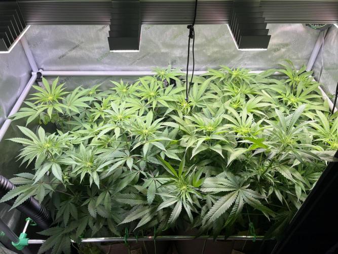 Chem-D Duet. Week 8