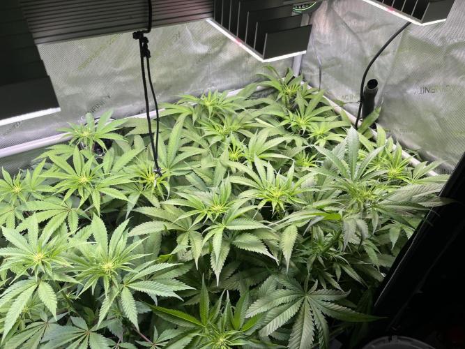 Chem-D Duet. Week 8 - Chemferno 