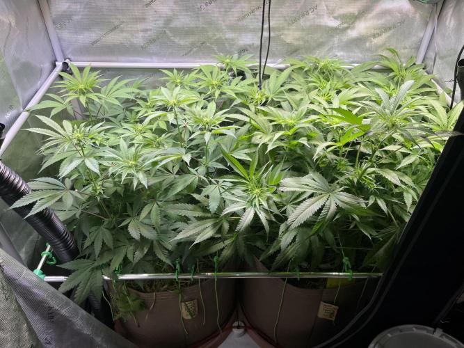 Chem-D Duet. Week 8