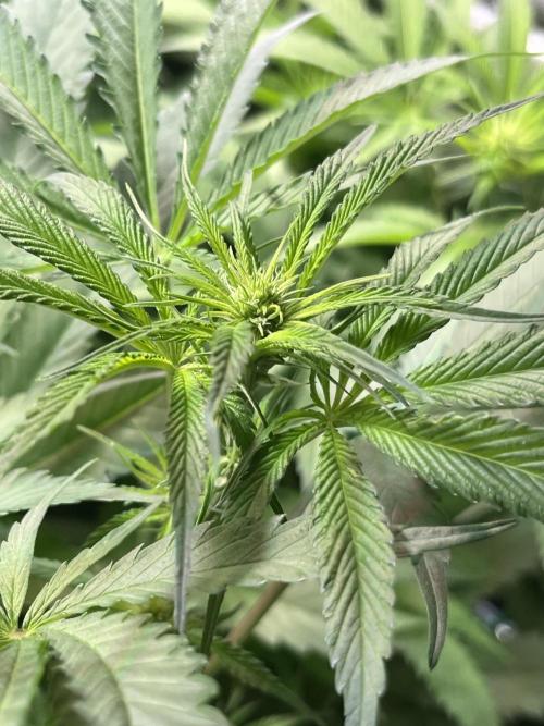 Chem-D Duet. Week 8 - Chemferno 