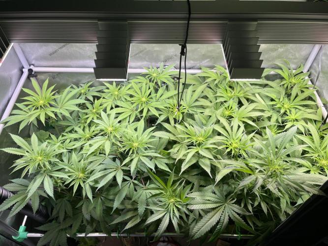 Chem-D Duet. Week 8