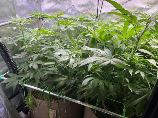 Chem-D Duet. Week 8