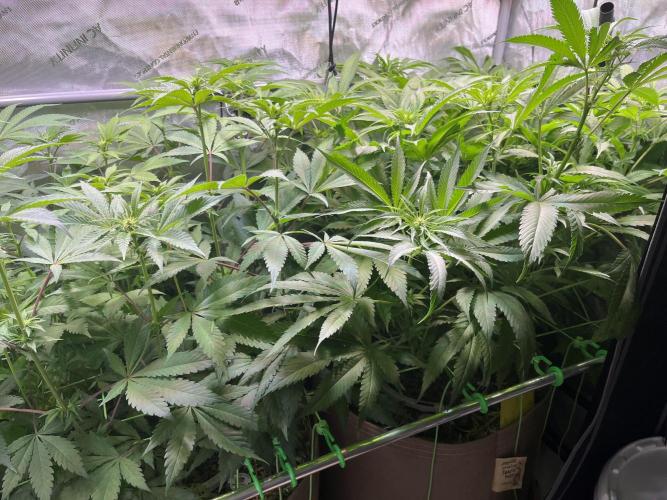Chem-D Duet. Week 8