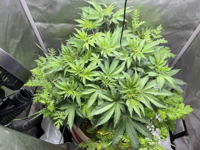 Pink Milk • Solfire. Week 6