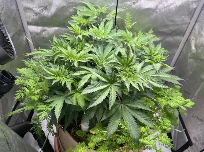 Pink Milk • Solfire. Week 6