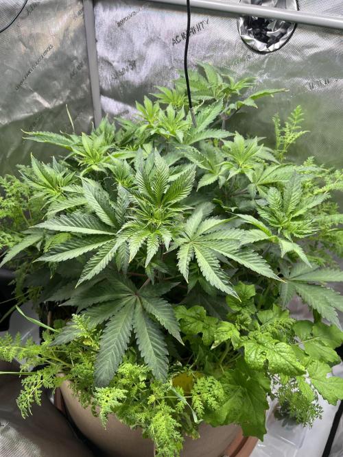 Pink Milk • Solfire. Week 6