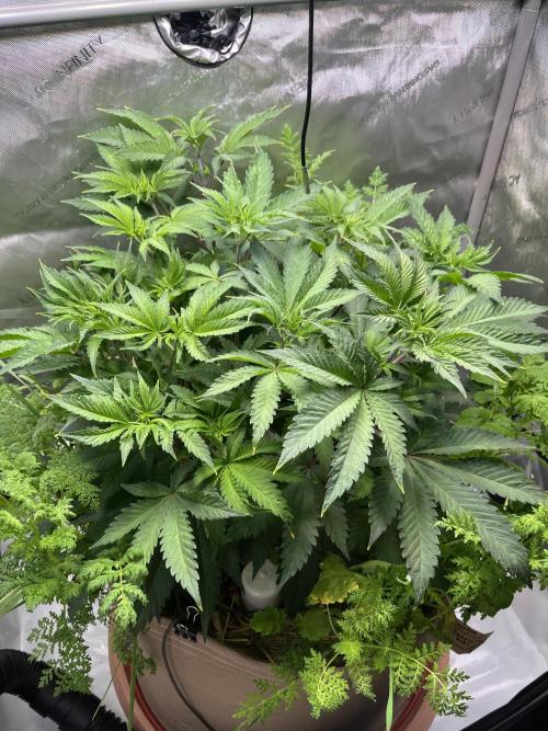 Pink Milk • Solfire. Week 6