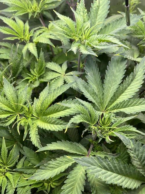 Pink Milk • Solfire. Week 6