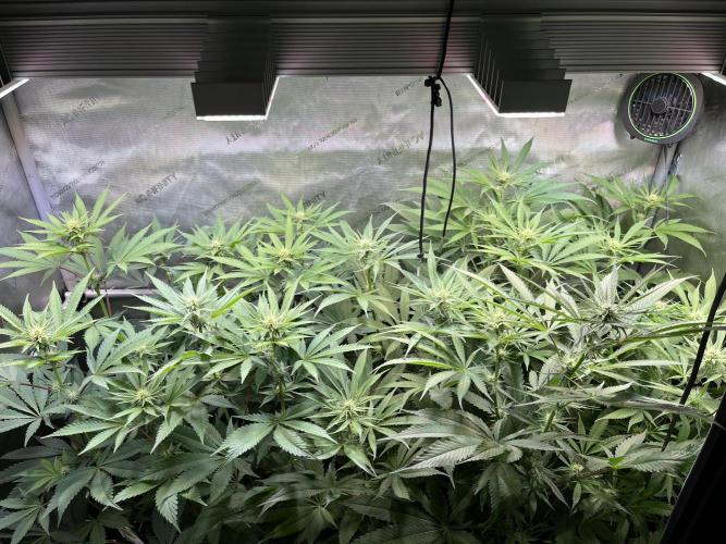 Chem-D Duet. Week 9