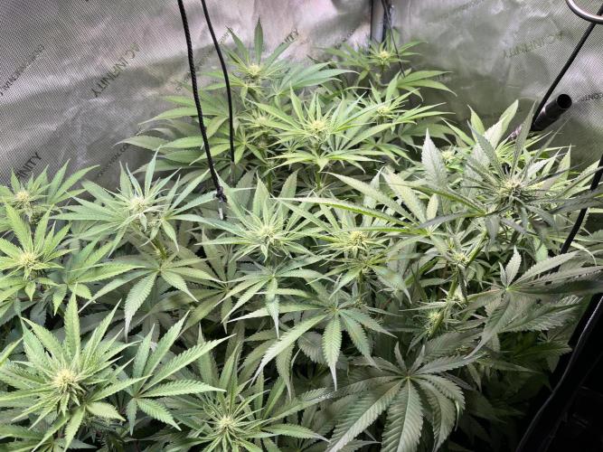 Chem-D Duet. Week 9 - Chemferno 