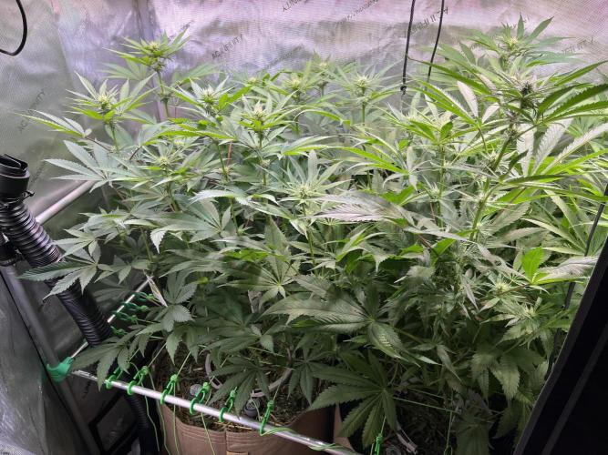 Chem-D Duet. Week 9