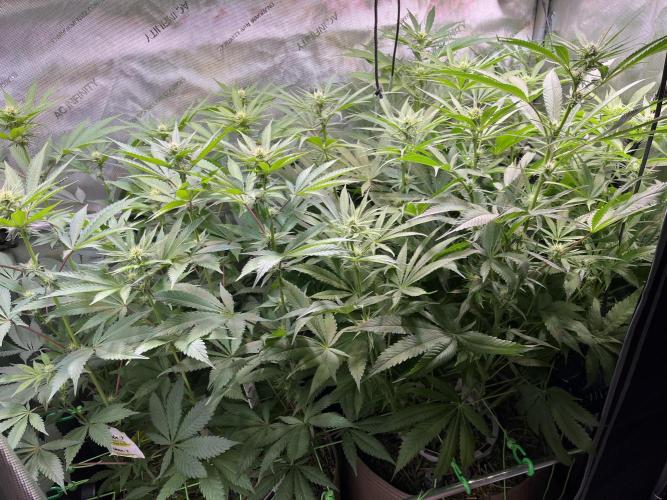 Chem-D Duet. Week 9