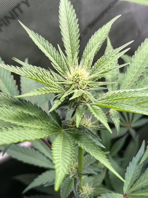 Chem-D Duet. Week 9 - Ocean Toxin