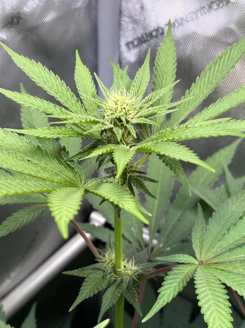 Chem-D Duet. Week 9 - Ocean Toxin