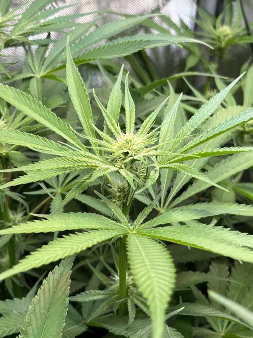 Chem-D Duet. Week 9 - Chemferno 