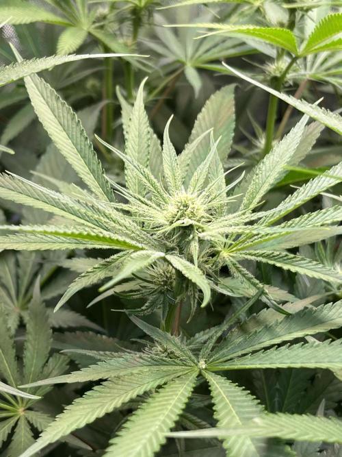 Chem-D Duet. Week 9 - Chemferno 
