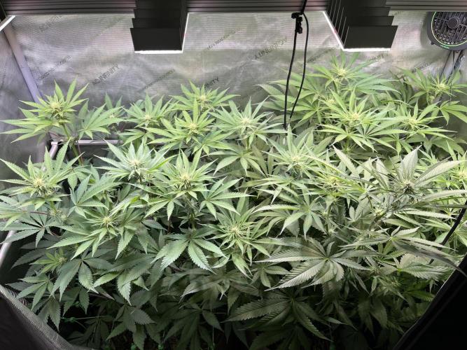 Chem-D Duet. Week 9
