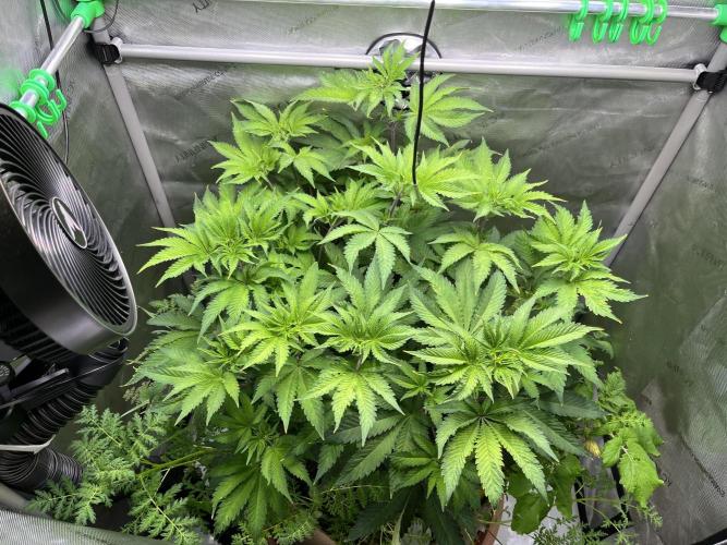 Pink Milk • Solfire. Week 7