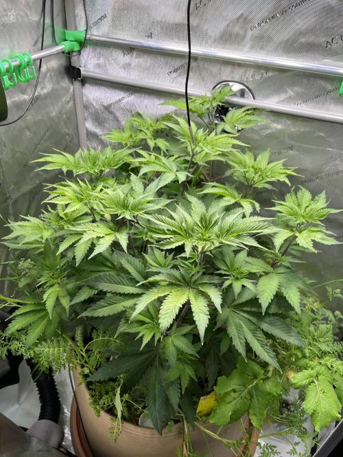 Pink Milk • Solfire. Week 7