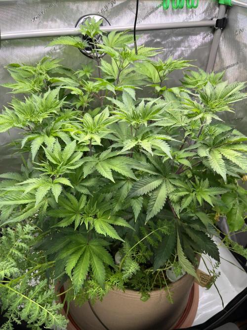 Pink Milk • Solfire. Week 7