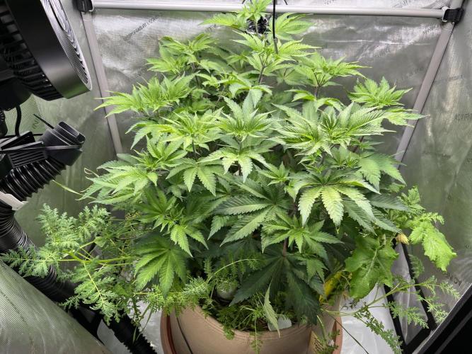 Pink Milk • Solfire. Week 7