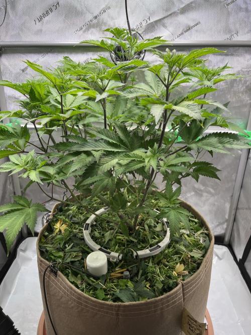 Pink Milk • Solfire. Week 7 - After defoliation 
