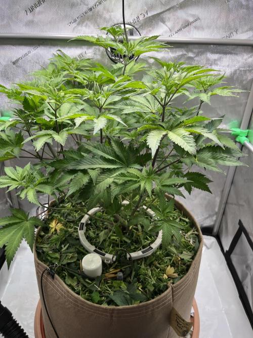 Pink Milk • Solfire. Week 7