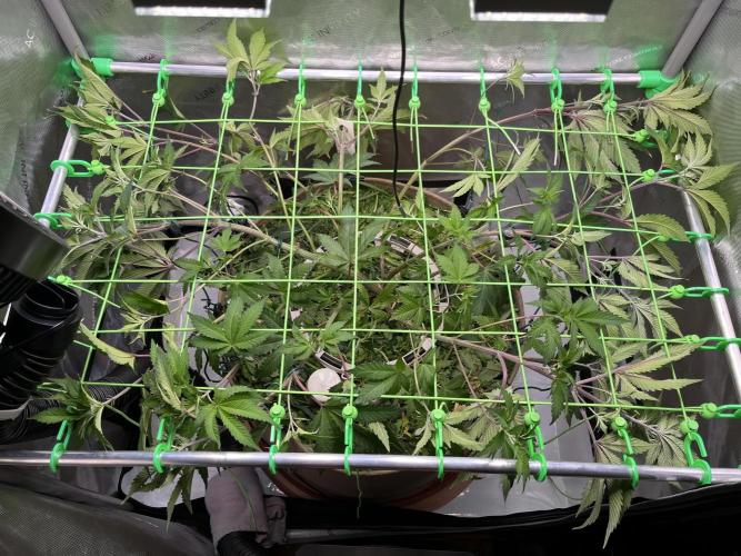 Pink Milk • Solfire. Week 7 - Trellis net installed 