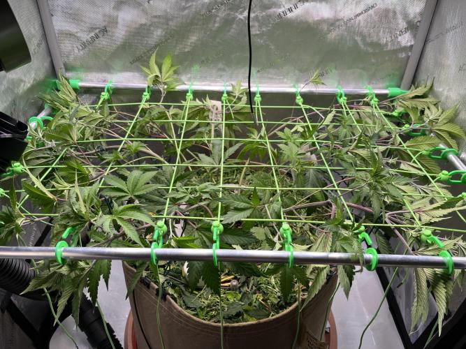 Pink Milk • Solfire. Week 7