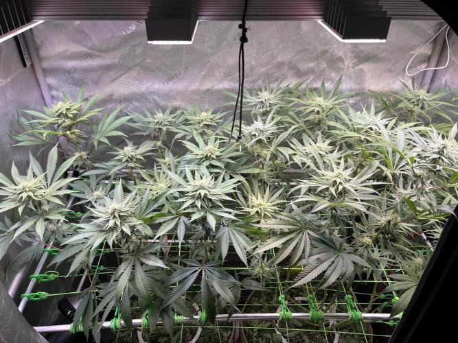 Chem-D Duet. Week 10