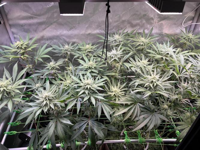 Chem-D Duet. Week 10