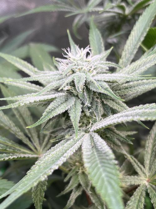 Chem-D Duet. Week 10 - Chemferno 