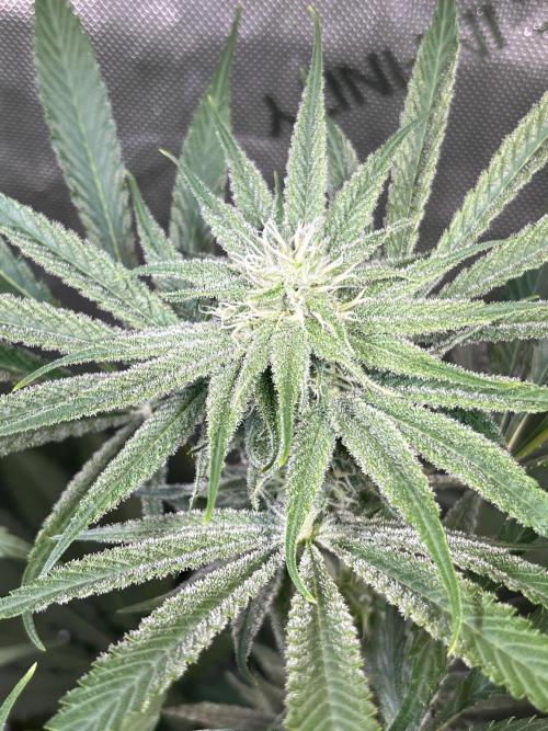 Chem-D Duet. Week 10 - Chemferno 