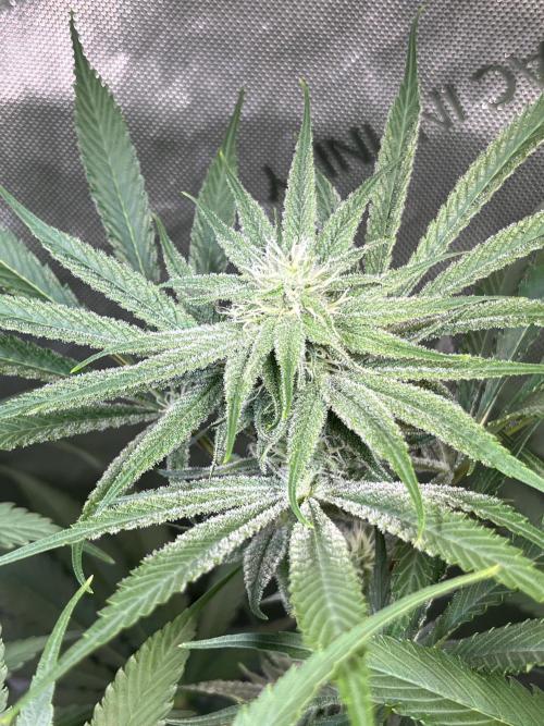 Chem-D Duet. Week 10 - Chemferno 