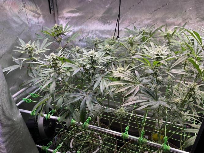 Chem-D Duet. Week 10