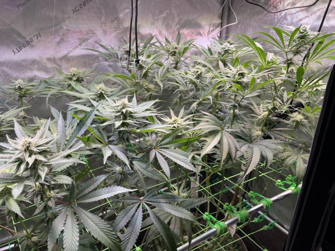 Chem-D Duet. Week 10