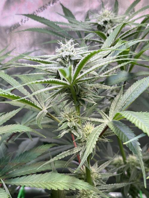 Chem-D Duet. Week 10 - Chemferno 