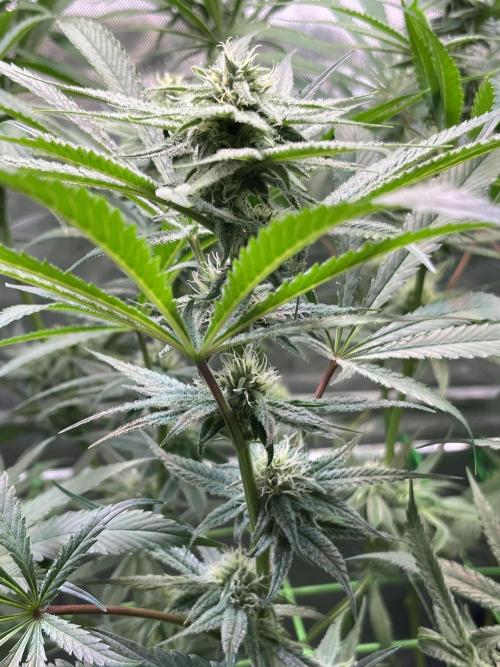 Chem-D Duet. Week 10 - Chemferno 