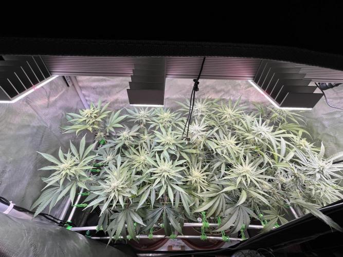 Chem-D Duet. Week 10