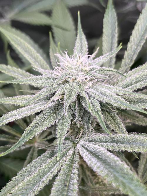 Chem-D Duet. Week 10