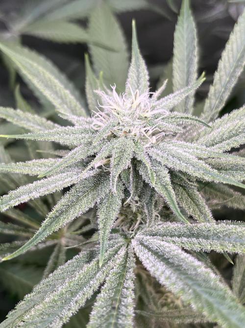 Chem-D Duet. Week 10 - Chemferno 