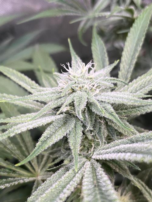 Chem-D Duet. Week 10 - Chemferno 