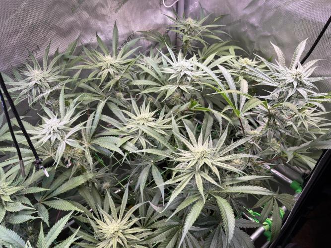 Chem-D Duet. Week 10 - Chemferno 