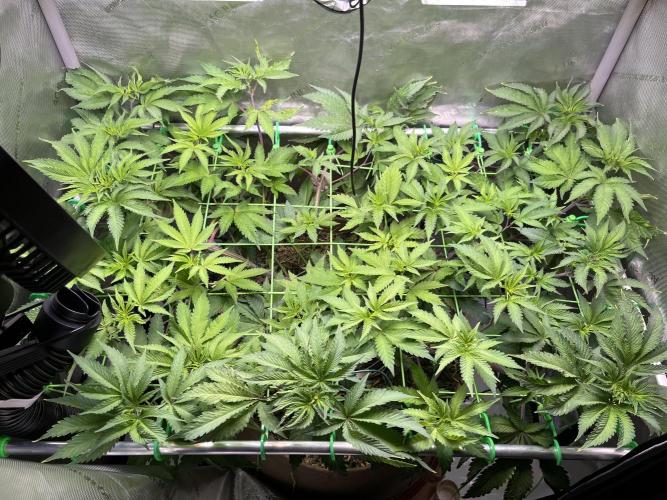Pink Milk • Solfire. Week 8