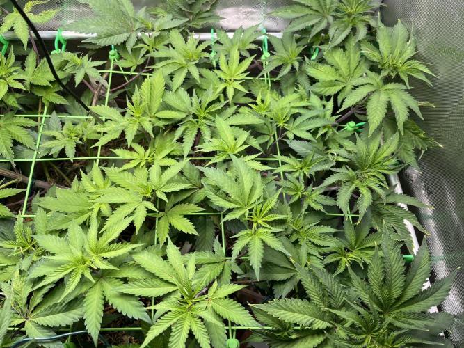 Pink Milk • Solfire. Week 8