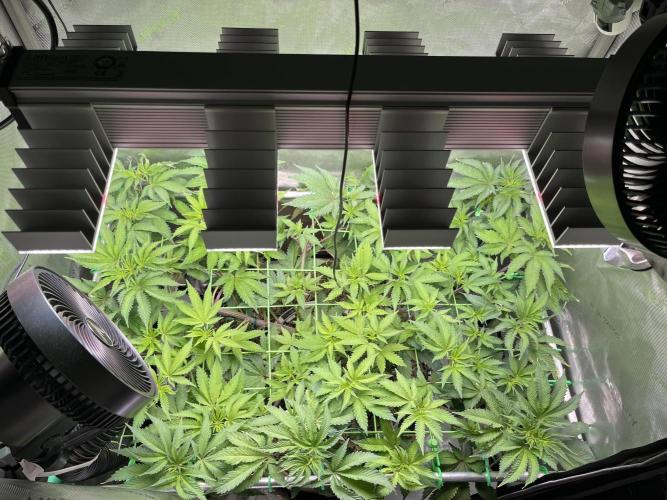 Pink Milk • Solfire. Week 8