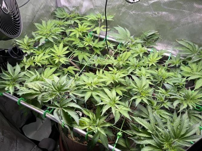 Pink Milk • Solfire. Week 8