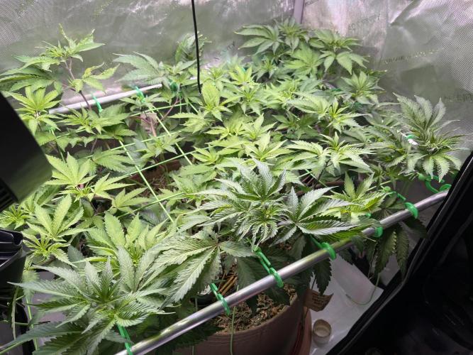Pink Milk • Solfire. Week 8